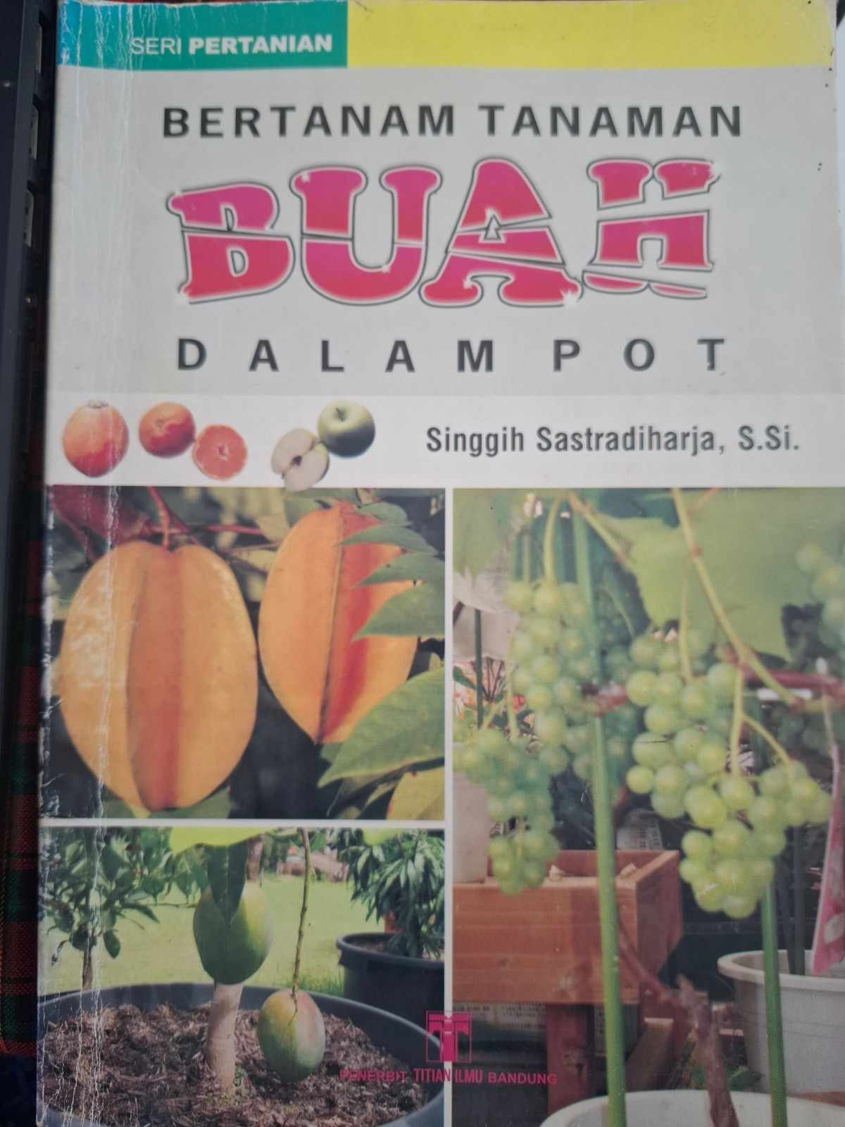 Sampul Bertanam Tanaman Buah Dalam Pot